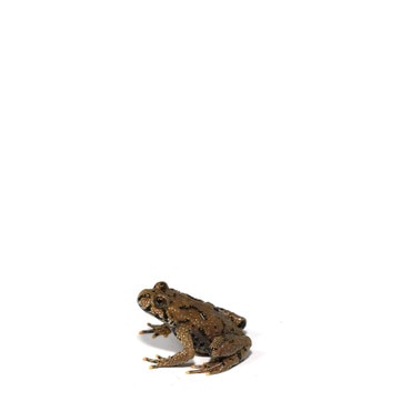 Oriental Fire-Bellied Toad